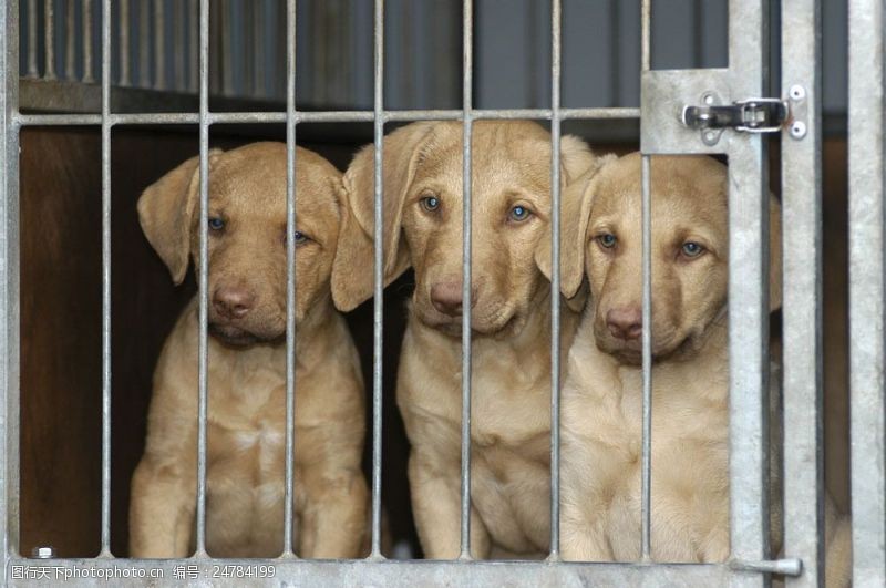 可爱的狗笼子里的三只狗图片