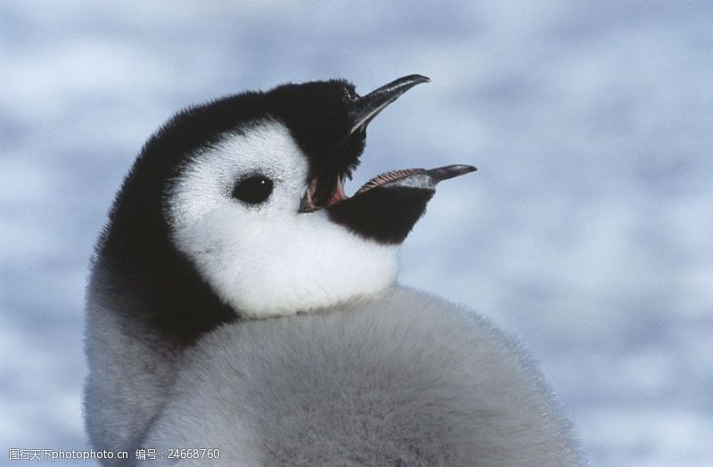 张嘴张大嘴的企鹅图片