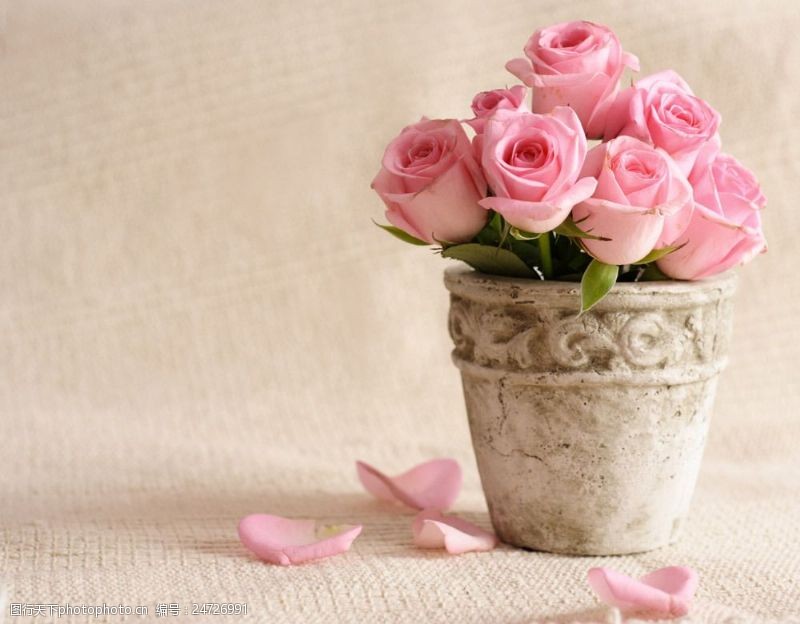 情人节礼物玫瑰花与花瓣背景图片