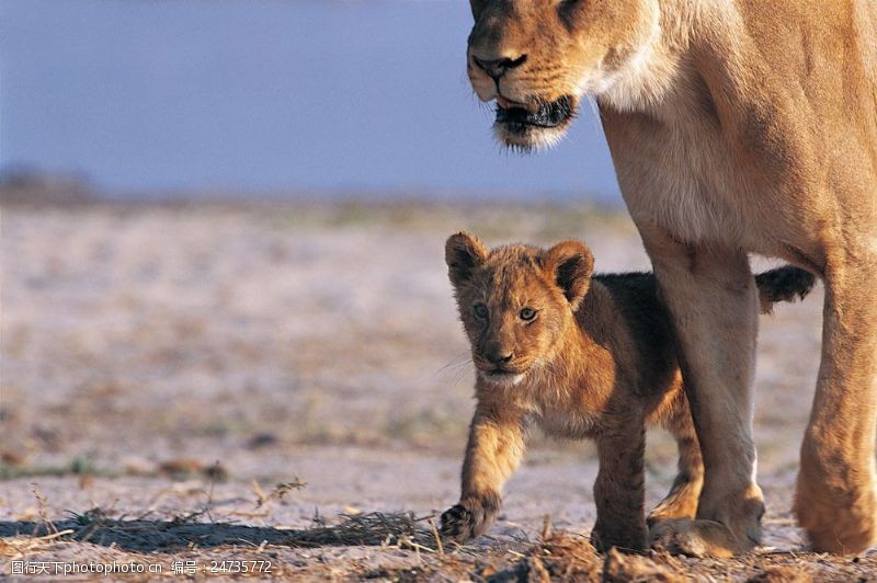 散步母狮和幼狮图片