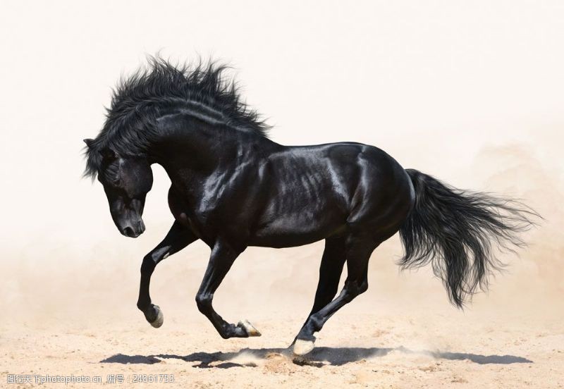 奔跑的马沙漠上奔跑的黑马图片