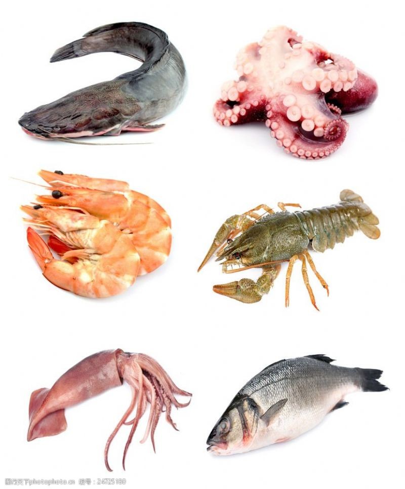 水中动物鱼类与虾图片