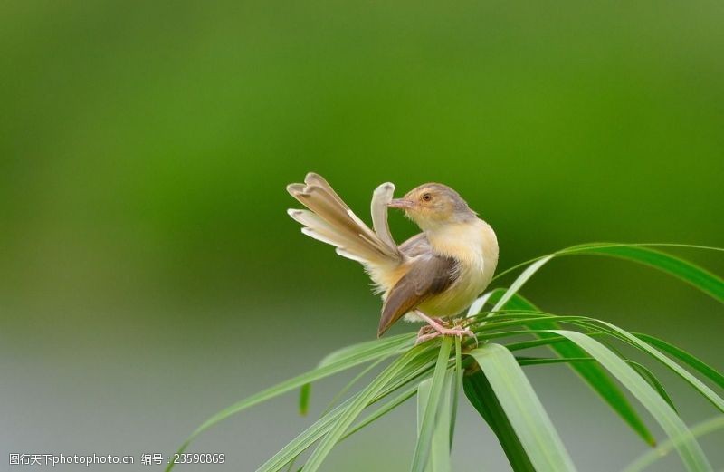 丛飞草丛上的小鸟