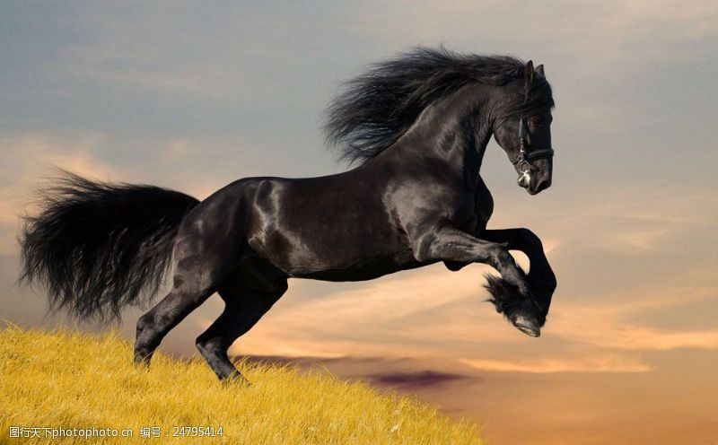 草地上奔跑的马匹图片