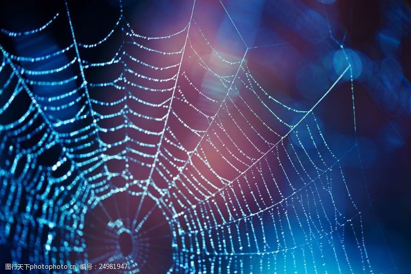 梦幻光斑与蜘蛛网图片