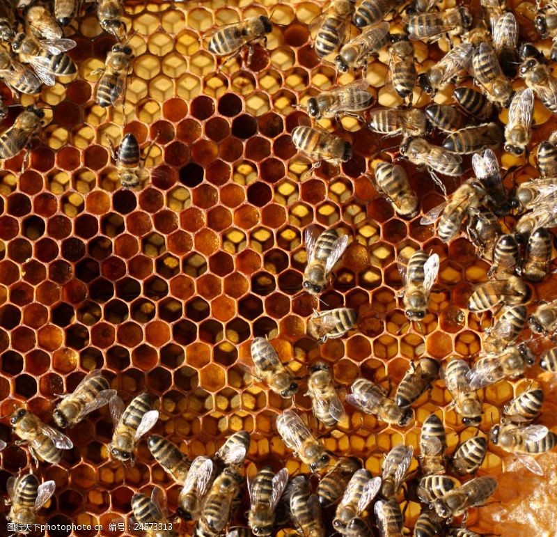 蜂窝背景与蜂蜜蜜蜂与蜂巢图片
