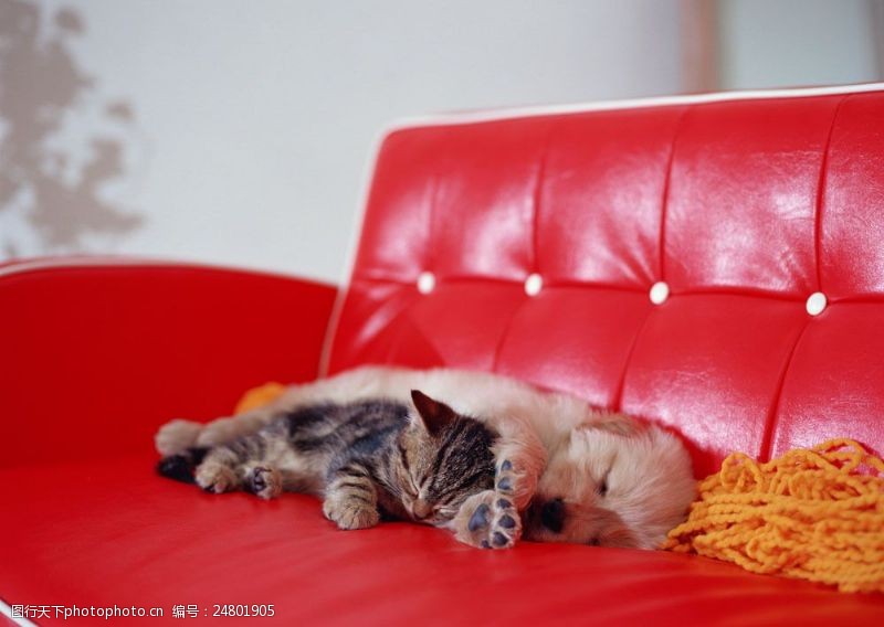 可爱的狗沙发上睡觉的猫和狗图片