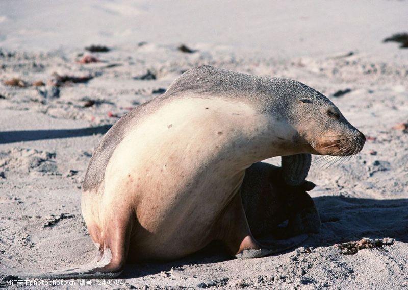 水中动物沙滩上的海豹图片