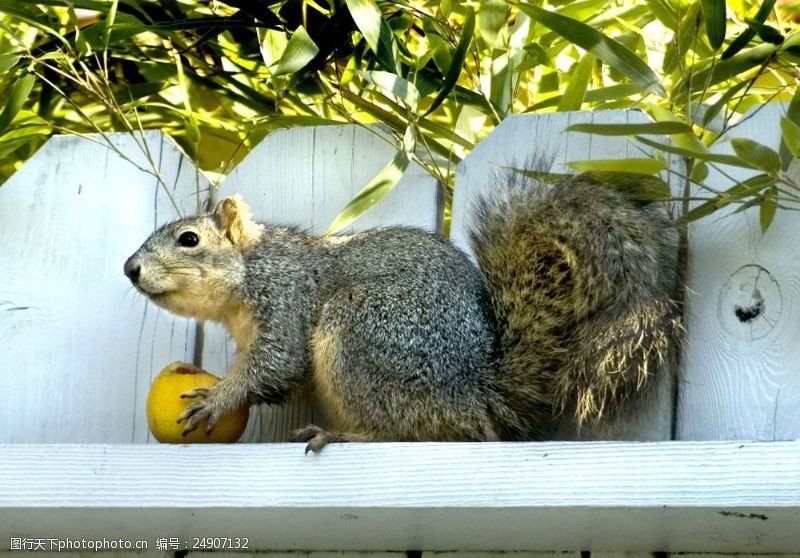 梨图片素材正在吃梨的可爱松鼠图片