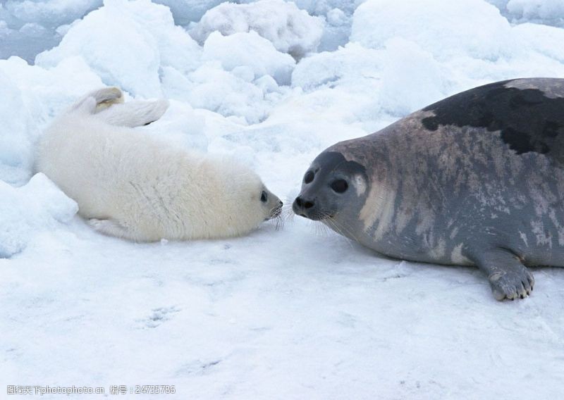 水中动物冰川上的海豹图片