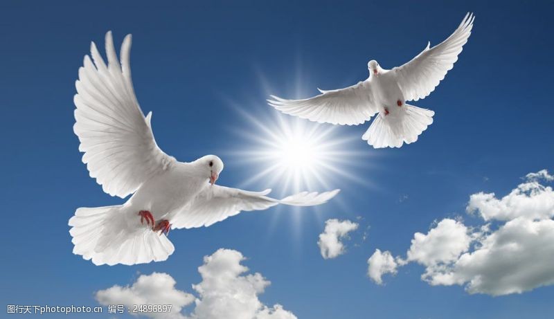 高清白鸽蓝天中飞翔的白鸽图片