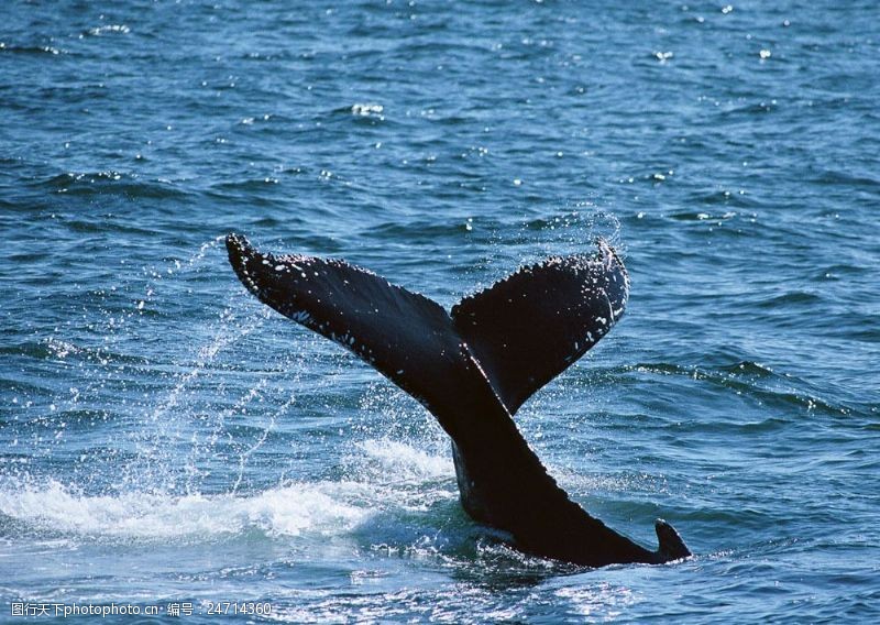 水中动物入水的鲸鱼图片