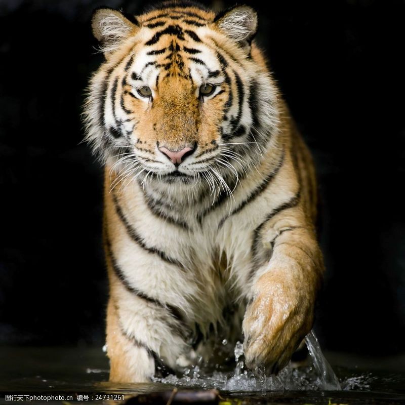 水中动物水中奔跑的老虎摄影图片