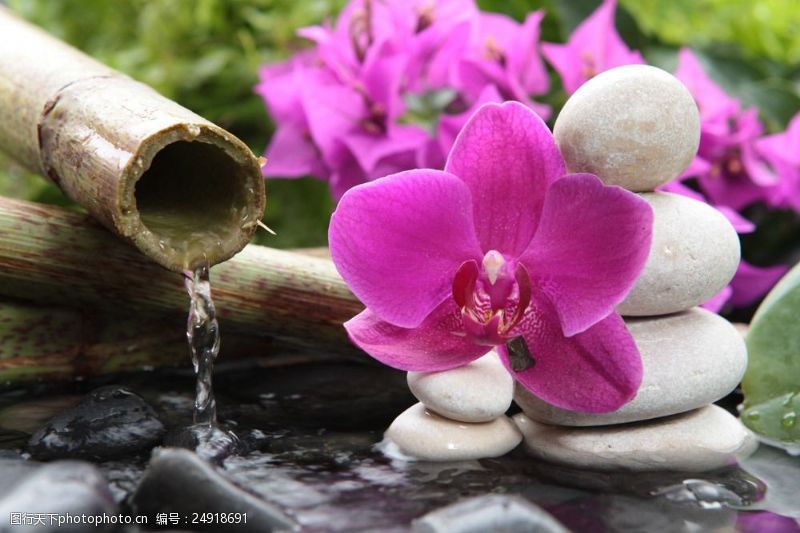 美容石块SPA水疗石与鲜花图片