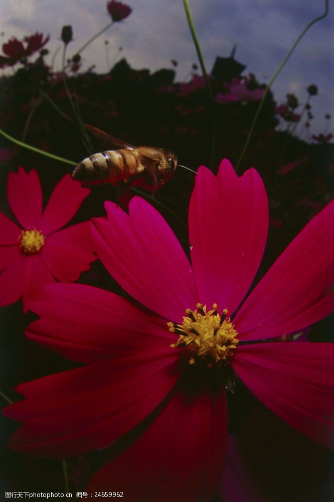 丛飞在花丛中飞的小蜜蜂图片