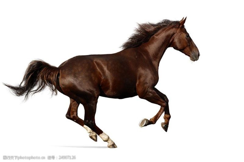 奔跑的马奔跑的棕色马图片