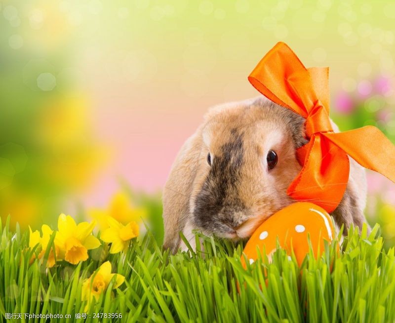 复活草草地上的兔子彩蛋图片
