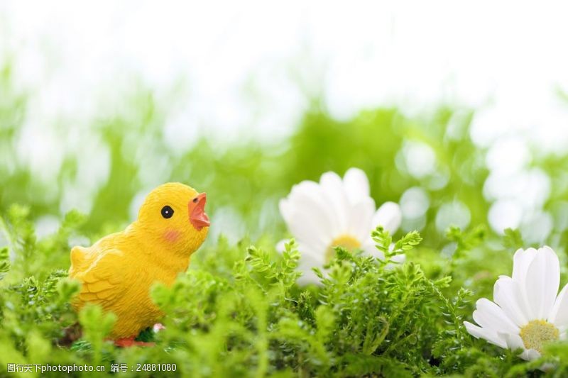 复活草草地上的小鸡和鲜花图片
