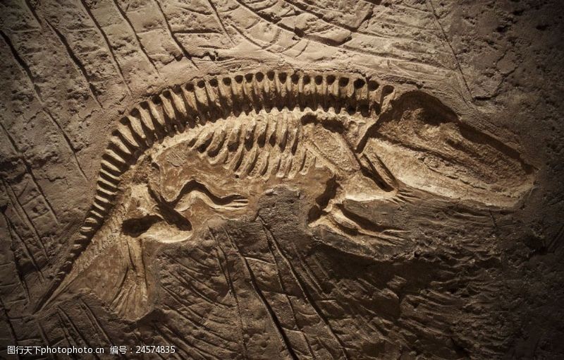 侏罗纪公园恐龙骨骼化石图片
