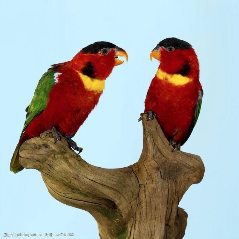树木上的彩色鹦鹉图片