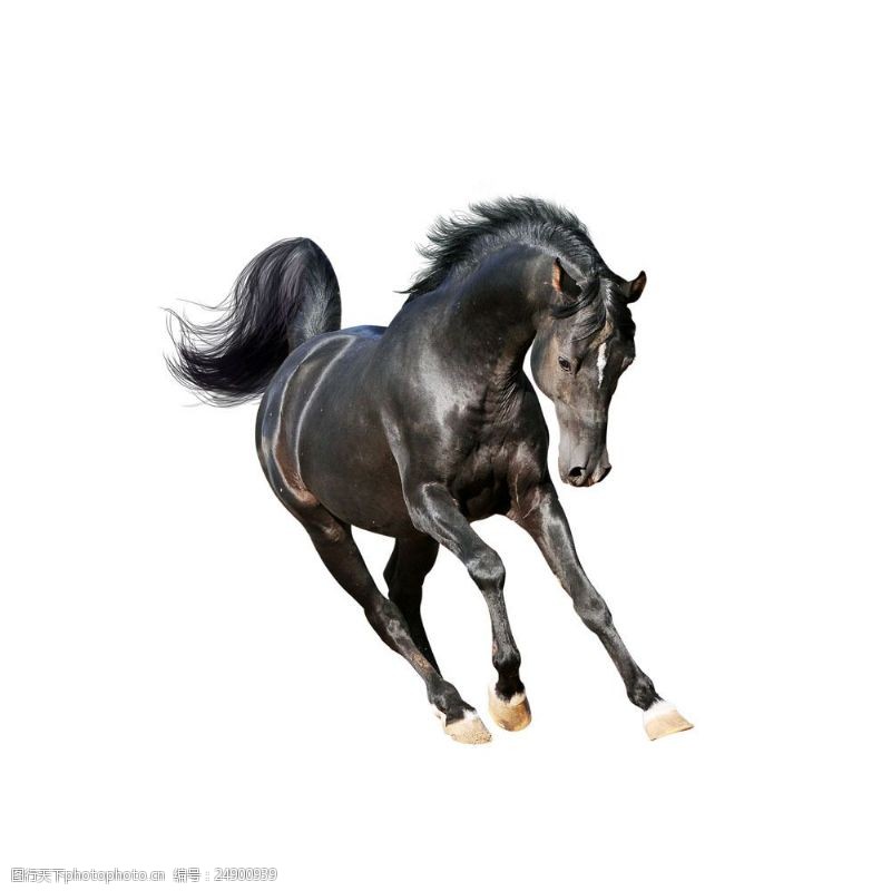 奔跑的马一匹狂奔的黑马图片