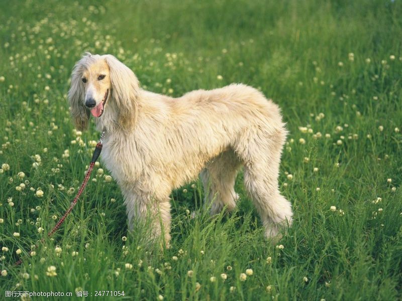 可爱的狗草地上的宠物狗图片