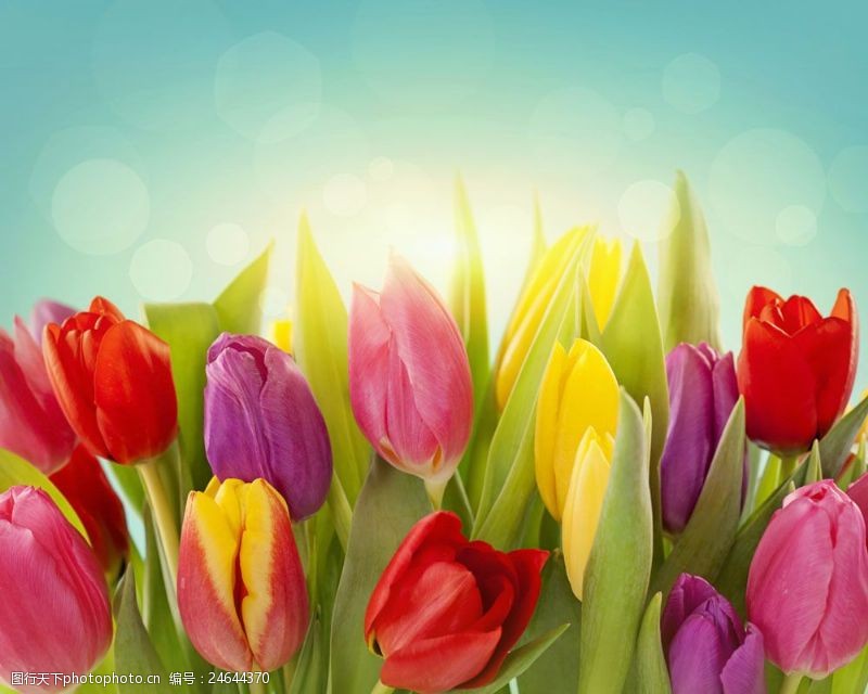 复活草美丽郁金香鲜花背景图片