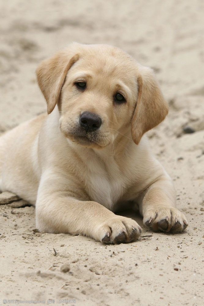 可爱的狗沙滩上的狗儿特写图片