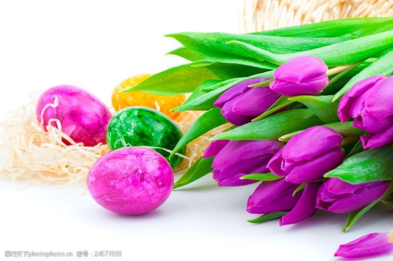 复活草彩蛋与郁金香鲜花摄影图片