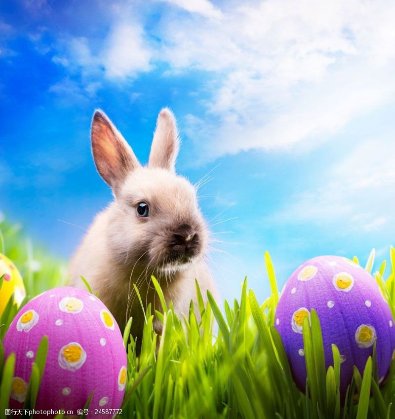 复活草复活节兔子和彩蛋图片