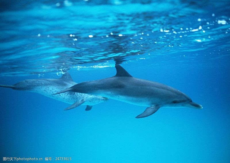 水中动物海底里的海豚图片