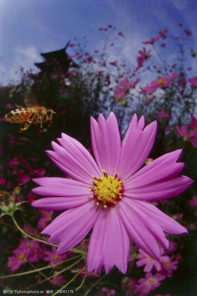 丛飞花丛中飞来飞去的小蜜蜂图片