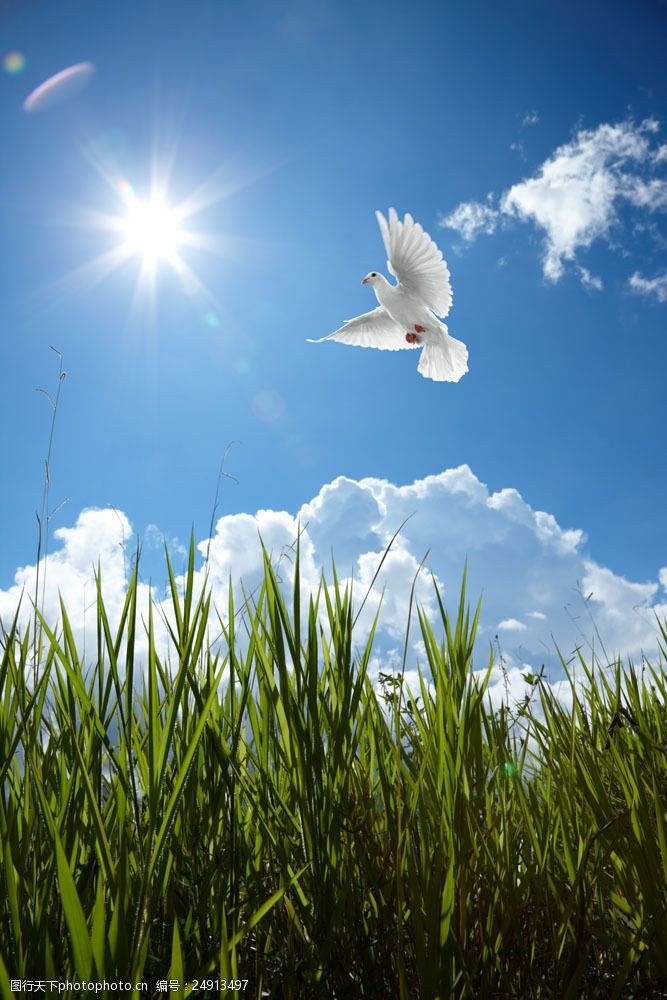 高清白鸽蓝天中飞翔的鸽子图片