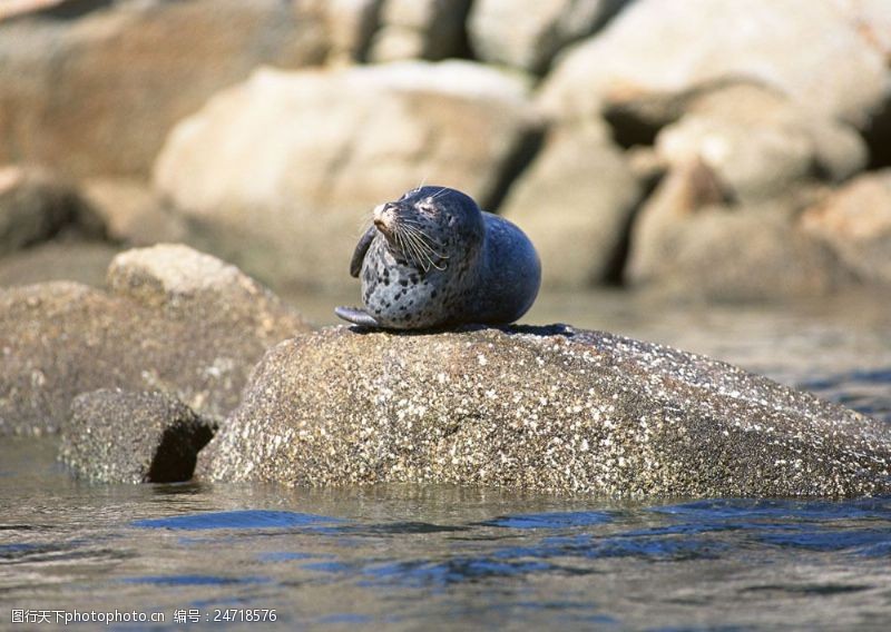 水中动物石头上的海豚图片