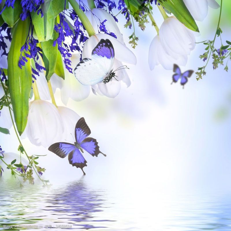 睡眠水面上的蓝色蝴蝶背景图片