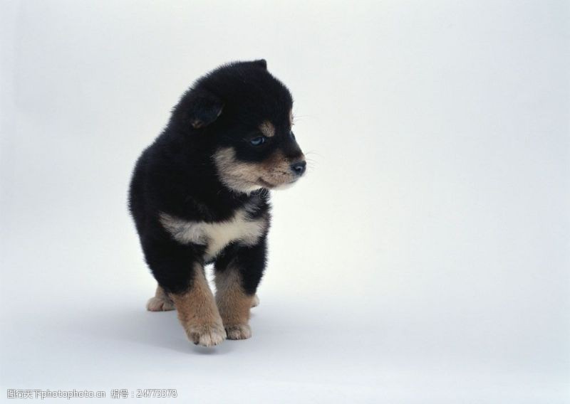可爱的狗走路的小黑狗图片