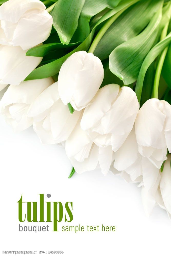 复活草白色郁金香鲜花背景图片