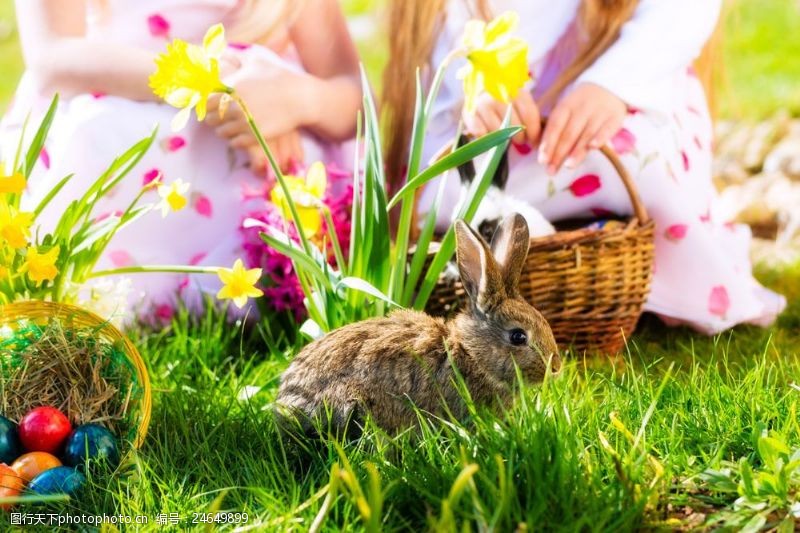 复活草草丛里的彩蛋与兔子图片