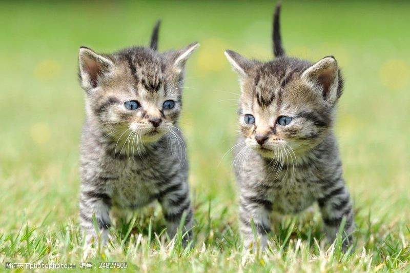 娱乐活动草地上的两只小猫图片