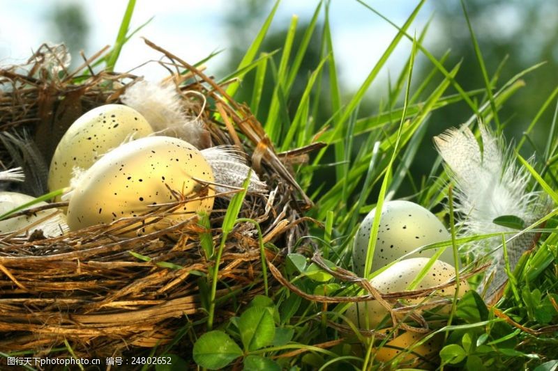 复活草草地上的鸟蛋图片