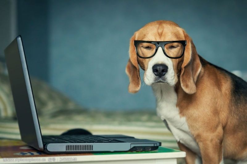 戴眼镜的小狗与笔记本电脑图片