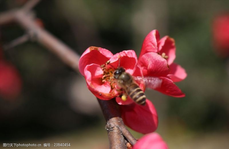 源文件72dpi蜂与花