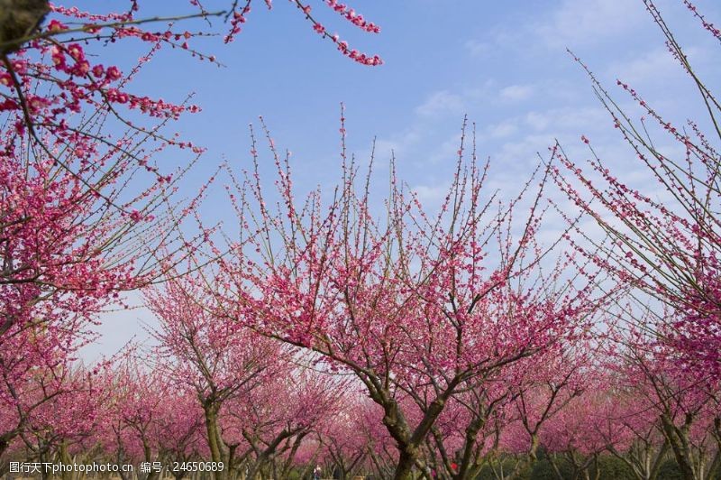 蓝天下的桃花盛开的桃林图片图片
