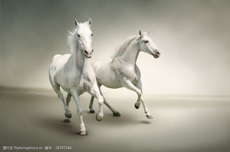 奔跑的马两匹奔跑的白马图片