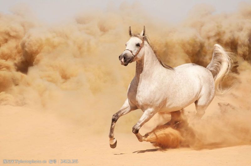 沙漠上奔跑的马图片