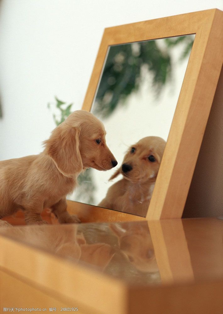 可爱的狗照镜子的狗狗图片