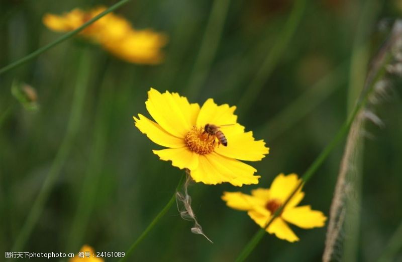 植物昆虫小蜜蜂