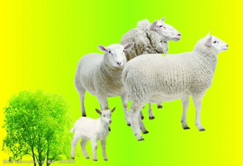 牧羊羊羔山羊