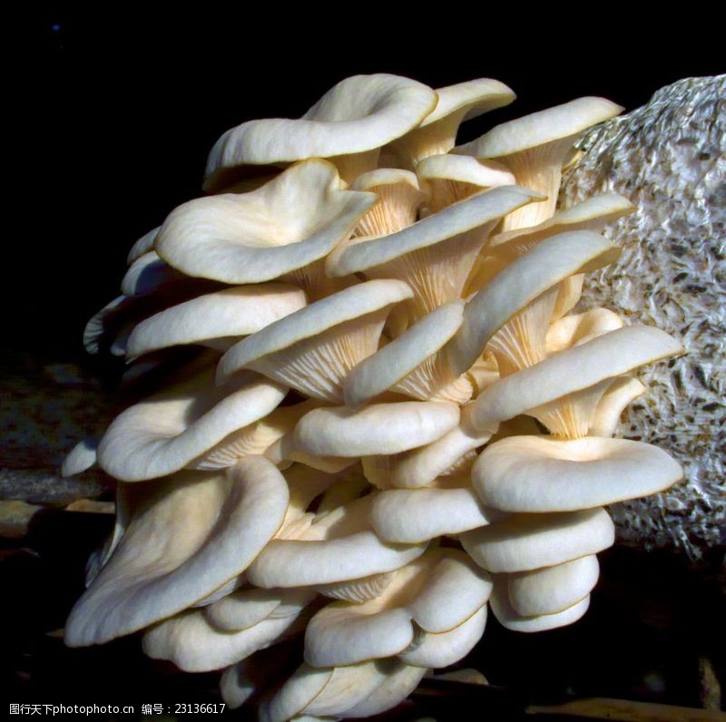 野蘑菇木兰菌