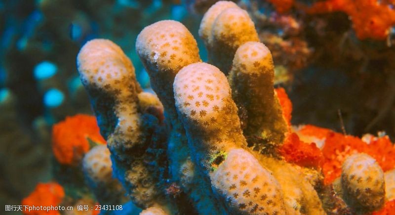 海底珊瑚珊瑚